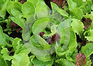 Lettuce with water drops on garden bed