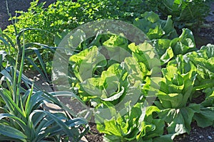 Lettuce Winter Density