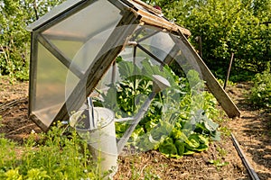 Lettuce in your garden under cold protection