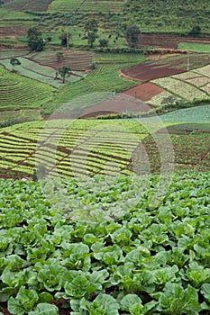 lettuces field mountain view