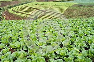 lettuces field mountain view