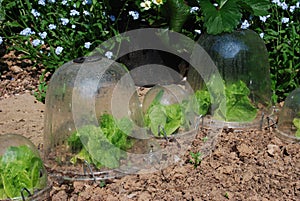 Lettuces growing in garden plastic bell jars