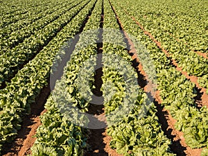 Lettuces Growing - Intensive Modern Agriculture