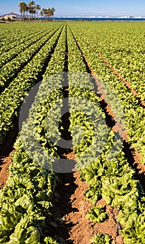 Lettuces Growing - Intensive Modern Agriculture