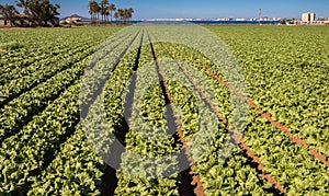 Lettuces Growing - Intensive Modern Agriculture