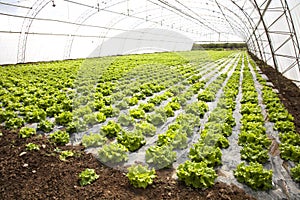 Lettuces in a hothouse