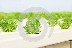 Lettuces in hydroponic farm