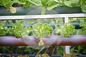 Lettuces in pipe