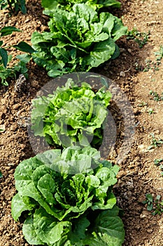 Lettuces plant group in garden