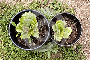 Lettuces on plantpots.