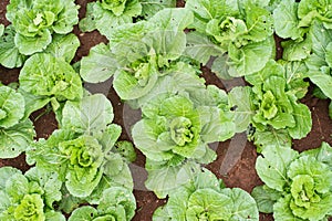 lettuces plants background