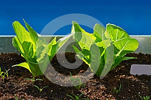 Lettuces seedlings in an orchard urban