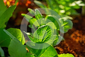 Lettuces seedlings in an orchard urban