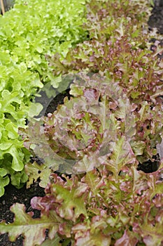 Letucce growing in green house