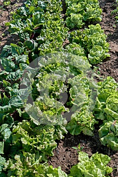 Letucce plants growing in the kitchen garden