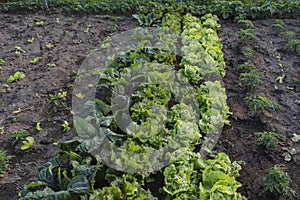 Letucce plants growing in the kitchen garden