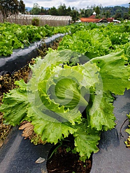 Letuce head highland vegetable plants that are 25 days old