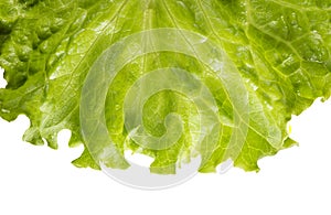 Letuce leaf extreme macro background