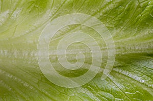 Letuce leaf extreme macro background