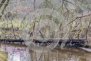 Leubeek river with a huge fallen tree on its waters, branches and foliage, wild vegetation and bare trees