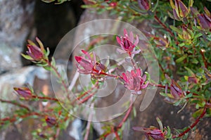 Leucadendron plant branch close up with colorful bracts. Fynbos ecoregion photo