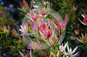 Leucadendron plant branch close up with colorful bracts. Fynbos ecoregion photo