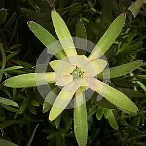 Leucadendron `Safari Sunset`, buds close up.