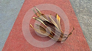 Leucaena fruit in a garden with dry grass