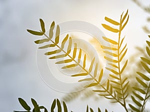 leucaena glauca leaf and sunlight in nature garden