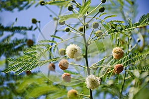 Leucaena glauca tree