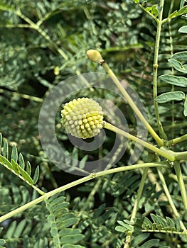 Leucaena leucocephala bud in nature garden