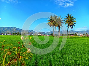 Leucaena leucocephala in the edge of rice field