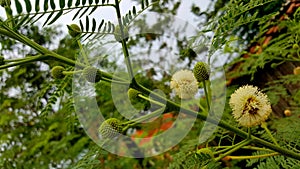 Leucaena leucocephala in flowering season