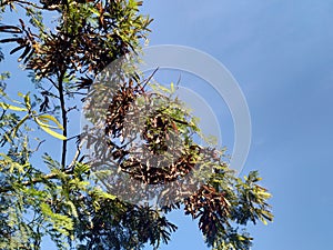 Leucaena leucocephala (jumbay, river tamarind, subabul, white popinac, white leadtree )