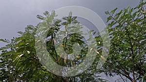 Leucaena leucocephala (jumbay, river tamarind, subabul, white popinac, white leadtree, Mimosa leucophala)