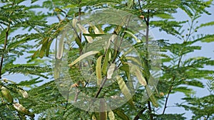 Leucaena leucocephala (jumbay, river tamarind, subabul, white popinac, white leadtree, Mimosa leucophala)