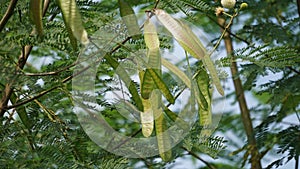 Leucaena leucocephala (jumbay, river tamarind, subabul, white popinac, white leadtree, Mimosa leucophala)