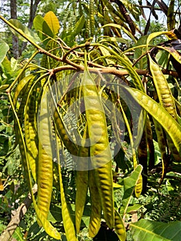 Leucaena leucocephala jumbay, river tamarind, subabul, white popinac, white leadtree, Mimosa leucophala, Mimosa glauca Koenig or