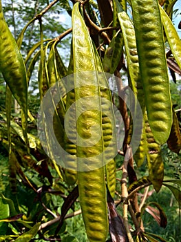 Leucaena leucocephala jumbay, river tamarind, subabul, white popinac, white leadtree, Mimosa leucophala, Mimosa glauca Koenig or