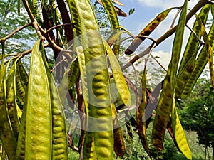 Leucaena leucocephala jumbay, river tamarind, subabul, white popinac, white leadtree, Mimosa leucophala, Mimosa glauca Koenig or