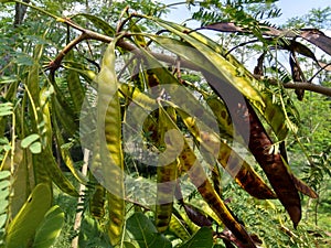 Leucaena leucocephala jumbay, river tamarind, subabul, white popinac, white leadtree, Mimosa leucophala, Mimosa glauca Koenig or