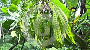 Leucaena leucocephala jumbay, river tamarind, subabul, white popinac, white leadtree, Mimosa leucophala, Mimosa glauca Koenig or