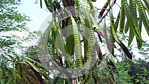 Leucaena leucocephala jumbay, river tamarind, subabul, white popinac, white leadtree, Mimosa leucophala, Mimosa glauca Koenig or