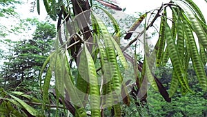 Leucaena leucocephala jumbay, river tamarind, subabul, white popinac, white leadtree, Mimosa leucophala, Mimosa glauca Koenig or