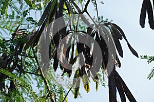 Leucaena leucocephala jumbay, river tamarind, subabul, white popinac, white leadtree, Mimosa leucophala, Mimosa glauca Koenig le