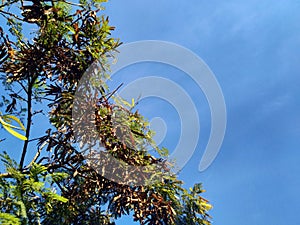 Leucaena leucocephala (jumbay, subabul, white popinac, white leadtree, Mimosa leucophala )