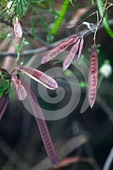 Leucaena leucocephala seed pods