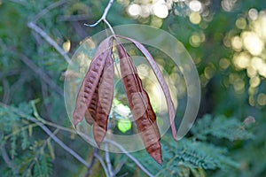 Leucaena leucocephala seed pods