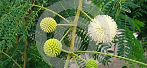 Leucaena leucocephala subabul jumbay buds flower