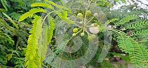 Leucaena leucocephala subabul jumbay tamarind ipil-ipil